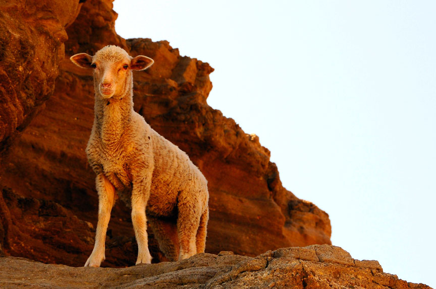 sheep_cliff_retina